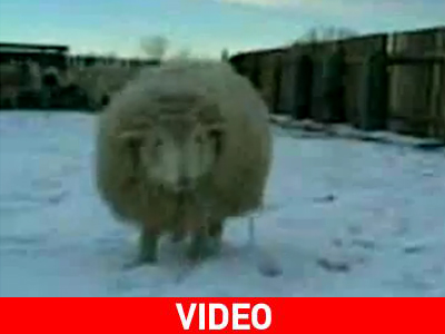 Ποιον είπες πρόβατο;